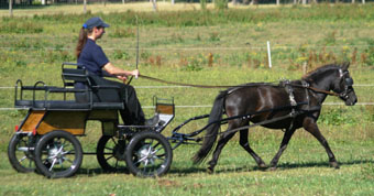 Die Stute INKEN VOM STEPENITZTAL (Shet) v. Lindenbooms Indigo/Fury (Z.: Harald Moerke, Dalberg) hatte 2010 mit 9,06 die höchste Prüfungsnote bei den Ponys bis 138 cm. Foto: Hoffmann Die Stute INKEN VOM STEPENITZTAL (Shet) v. Lindenbooms Indigo/Fury (Z.: Harald Moerke, Dalberg) hatte 2010 mit 9,06 die höchste Prüfungsnote bei den Ponys bis 138 cm. Foto: Hoffmann